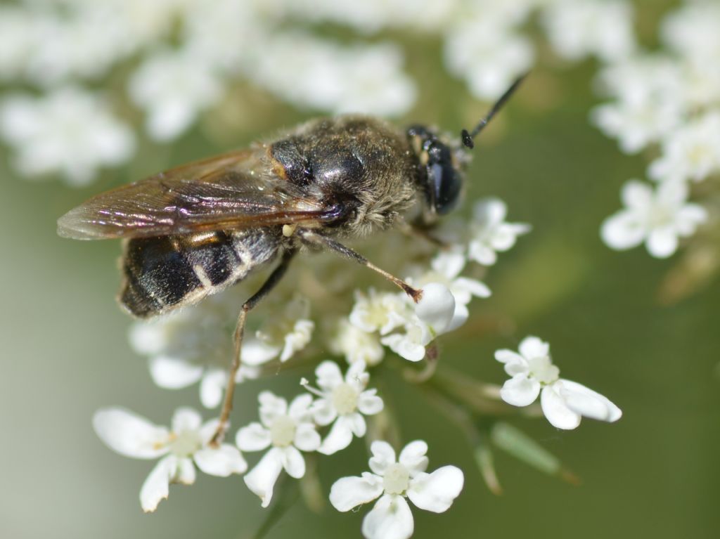 Su carota selvatica